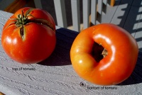 growing tomatoes, 2011.jpg